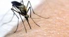 Mosquitoes will come out 'in the zillions' in June, entomologist says