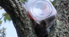Bear cub rescued from tree with cookie jar stuck on head