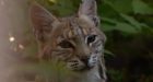 Bobcats allowed to stay put under deck of Calgary home