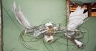 Cold War-era telephone lines snag N.W.T. moose, caribou