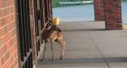 Deer Foaming From Mouth Attacks Woman