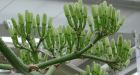 80-year-old agave plant to finally bloom, promptly die