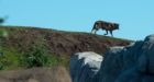 Wolves dig out of new digs at Journey to Churchill exhibit