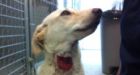 Puppy with slashed throat recovering at Winnipeg shelter