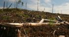 Grassy Narrows loses Supreme Court logging rights decision