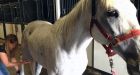 Calgary Stampede horses get help in the form of yoga, massage and reiki