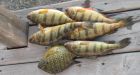 MNR pulls net with dead fish from Lake Nipissing  again
