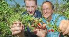 Aldergrove farmer believes goji berries have a bright future in B.C.