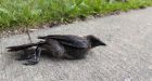 Hundreds of birds poisoned and killed at Bush Airport