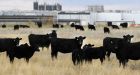 New labels coming for mechanically tenderized meat