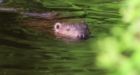 Beaver 'still at large' after felling large tree that collapsed on car