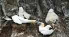 Gannet population in grave shape off Newfoundland, scientists warn