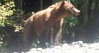 Squamish grizzly bear dies after 3 attempts at relocation