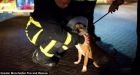 'Arson' attack kills 43 animals as heroes storm building to save up to 150 pups