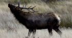 Elk mating season ramps up as Parks Canada warns people to steer clear