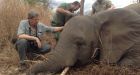 Mozambique logs rare victory against elephant poachers