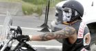 Bikers defy cops  dozens of Hells Angels return to Lethbridge, 2 arrested | Alb