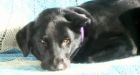 Black lab, McLovin, recovering after jumping in front of owners attacker