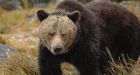 Banff trick-or-treaters warned to carry bear spray after grizzly sighting