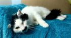 Hitler lookalike cat left for dead