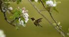 Hummingbirds live longer, migrate further than previously thought: researchers