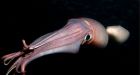 Record North Pacific temperatures threatening B.C. marine species
