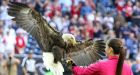 Bald eagle flies through stadium recording bird's-eye view of flight