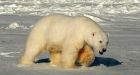 High Arctic no refuge for polar bears if climate change continues, study finds