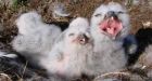 Snowy owl numbers on Nunavut island highest in years