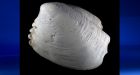 New clam species found off of B.C.'s coast