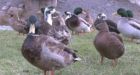 Dawn of the ducks: Quacking invaders menacing Burin residents