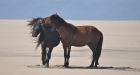 Sable Island horses may face extinction, Parks Canada report warns
