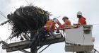 Osprey nest moved by BC Hydro crews weighs 300 pounds