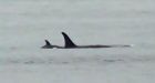 Newborn orca J50 spotted swimming with JPod family in Puget Sound