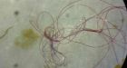 Great Lakes teeming with tiny plastic fibres