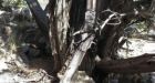 132-year-old Winchester rifle discovered leaning on tree in park