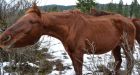 Gary Roberts charged with animal cruelty after 16 starving horses seized