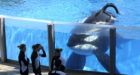 Ontario to ban acquisition and sale of killer whales