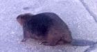 Beaver blocks traffic in West Vancouver