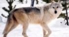 Rabid wolf chases 2 Labrador families on snowmobile trip