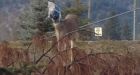 Deer with head in bag rescued by teenager's lasso in Grand Forks, B.C.