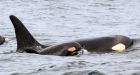Third newborn orca spotted off Washington coast