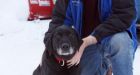 Madera the blind Labrador retriever rescued after 2 weeks in Alaska cold