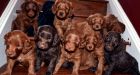 Labradoodle marketing fetches $2,500 puppy price