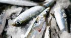 U.S. sardine fishery on West Coast to be shut down, scientists warn of collapse