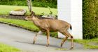 Oak Bay deer need birth control, not death penalty  group says