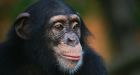 Chimpanzees look both ways before crossing the street, researchers find