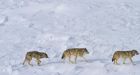 Wolves nearly gone from Michigan's Isle Royale National Park