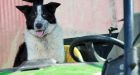 Delays on M74 after dog 'drives' on to carriageway