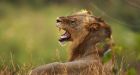 Lion 'jumps into car and kills woman' at South African nature park